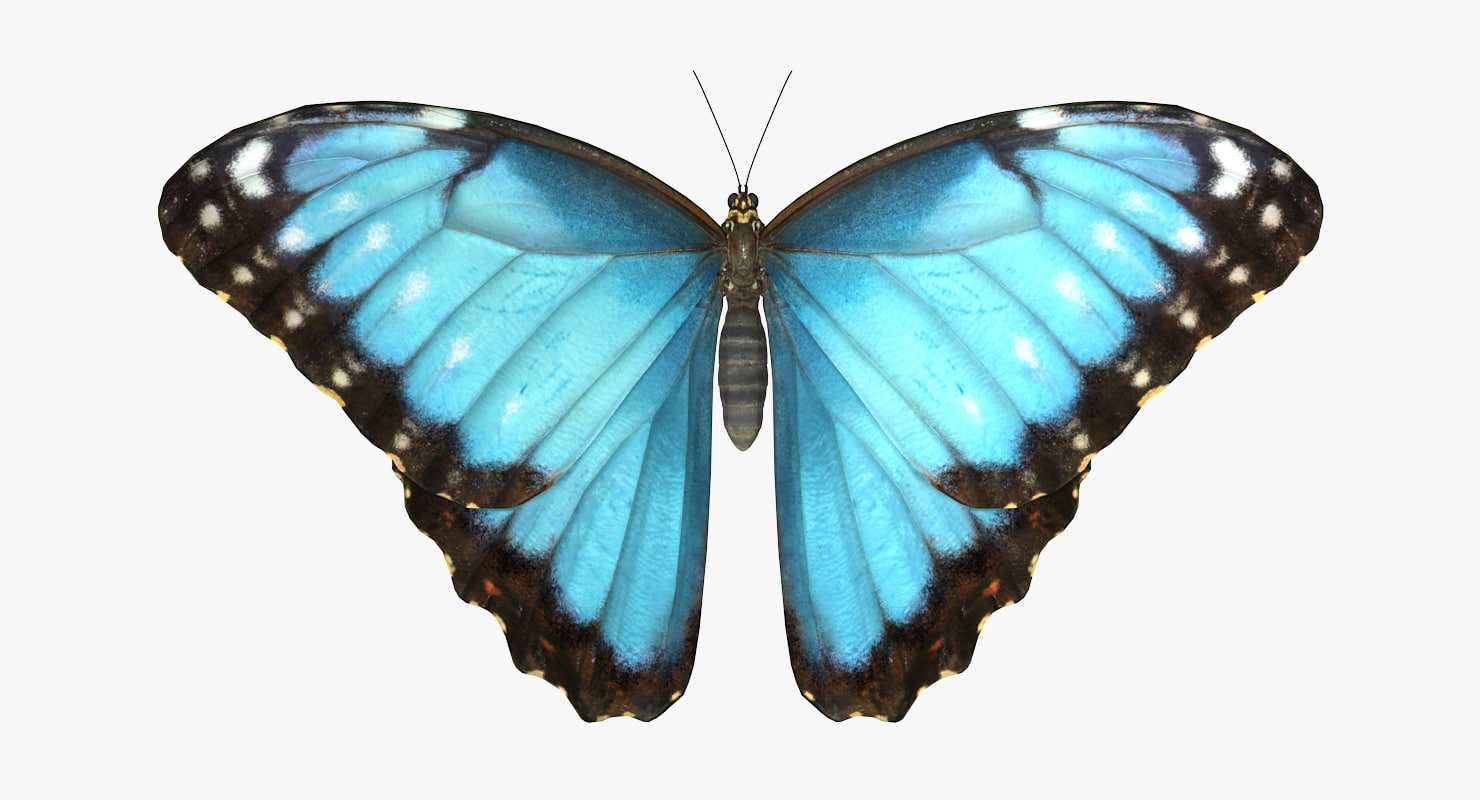 butterfly(butterfly歌曲)